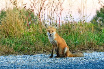 Cute Young red fox in the wild
