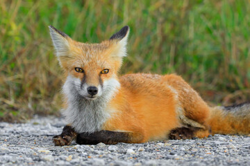 Cute young Red Fox