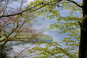 trees in the sky: Hallstat