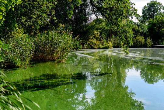 Water pollution by blooming blue green algae. green algae on the surface of the water. flowering water as background or texture