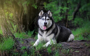 siberian husky dog