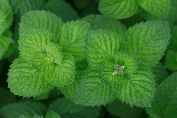 fresh mint leaves in the garden with top view
