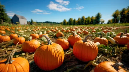 Foto op Plexiglas Pumpkin Patch Thanksgiving Autumn Halloween People Autumn Leaves Nature Colors © mexitographer