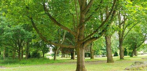 Greenery in a park in UK during the spring season.  A tree standing tall with wide spreading the branches.