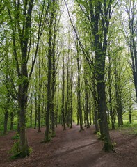 Obraz premium Footpath in the forest Straight long trees in a park enhance the view.