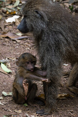 Portrait of a baby baboon (papio cynocephalus) with his mother in Manyara National Park, Tanzania.