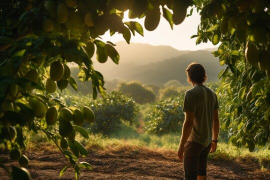Farmer, gardener picking green avocados from leafy fruit trees in a large fruit farm