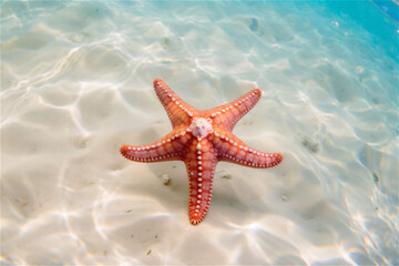 Fototapeta na wymiar Close up of a big star fish under water in blue ocean waters
