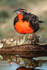 Long tailed Meadowlark, perched in Pampas grassland environment, La Pampa Province, Patagonia, Argentina.