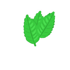 Obraz premium Green leaf 