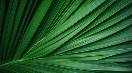 close up green palm leaf texture, leaf of Bottle Plam tree, ornamental plants in the garden : Generative AI