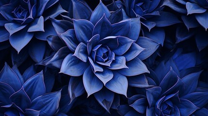 Succulent species agave attenuata leaves details, top view. Dragon plant. Cactus natural abstract floral pattern background, dark blue toned. luxuriant : Generative AI