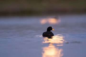 White winged coot, diving to look for food, La Pampa province, Patagonia,  Argentina.