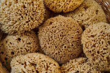 Natural Kalymnos Greek Sea Sponges for body wash mined near Symi Island, Greece	