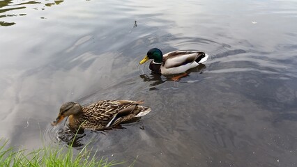 Two ducks float gracefully on the serene lake's surface, their feathers glistening in the sunlight..