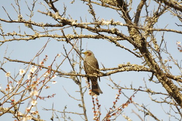 桜の枝に止まる鳥