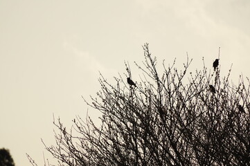 枝に止まる鳥たち
