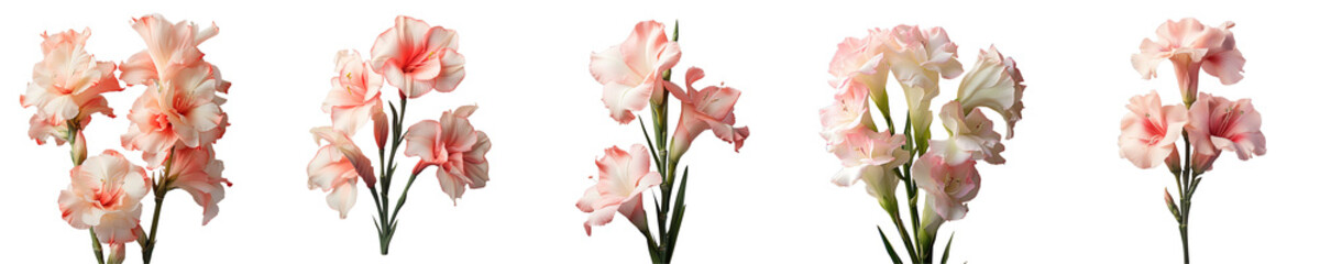 Obraz na płótnie Canvas Png Set Stunning gladiolus blossom isolated on transparent background