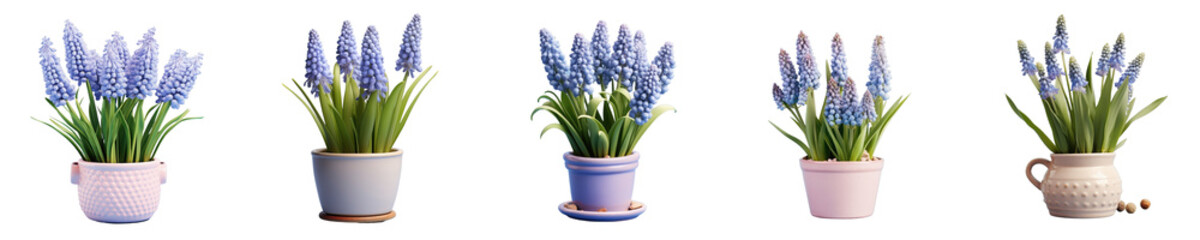 Png Set transparent background with potted Muscari flowers