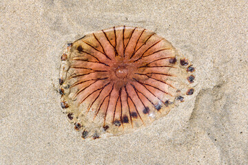 jellyfish lying on the sand of a beach