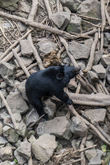 himalayan bear sitting on the ground