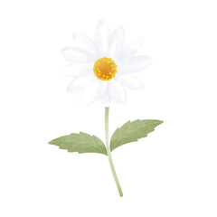 daisy flower isolated on white background