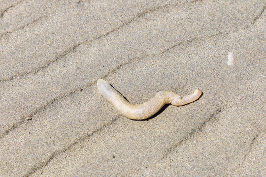 light colored lugworm on a sand beach
