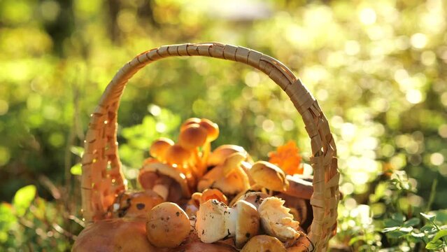 Edible mushrooms in a basket.honey mushrooms in a basket. Basket of mushrooms in sunny autumn forest. Collection of forest mushrooms.Butterfish and camelina, 