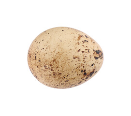 Fototapeta na wymiar One speckled quail egg isolated on white, top view