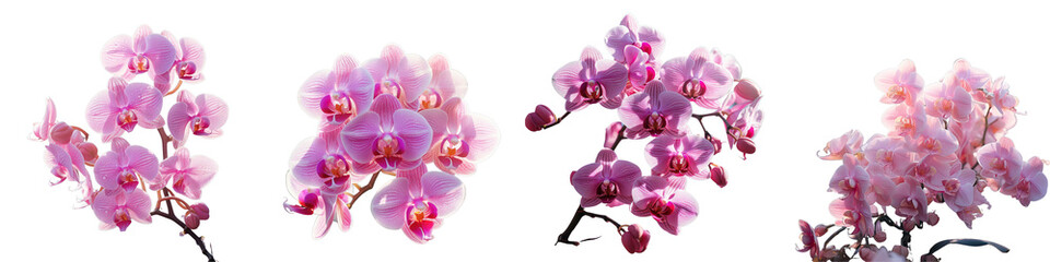 Fototapeta na wymiar Png Set Thailand s tropical garden background showcases the beauty of orchid flowers in winter or spring perfect for a postcard design reflecting the concepts of beauty and agriculture transparent 