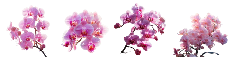 Foto auf Leinwand Png Set Thailand s tropical garden background showcases the beauty of orchid flowers in winter or spring perfect for a postcard design reflecting the concepts of beauty and agriculture transparent  © 2rogan