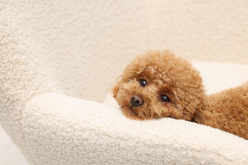 Cute Maltipoo dog resting on armchair, space for text. Lovely pet