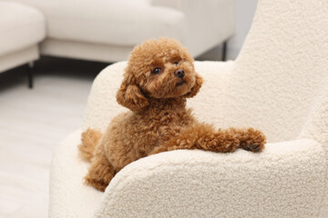 Cute Maltipoo dog resting on armchair at home. Lovely pet