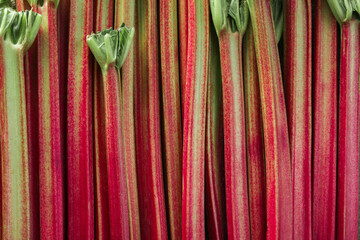 Fresh ripe rhubarb stalks as background, closeup © New Africa