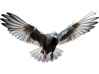 Homing Pigeon's Graceful Landing, no background