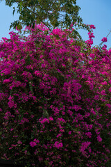 Dark pink bougainvillea flowers growing on a tree against a blue sky. Bright exotic plants at a tropical resort.