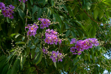 Beautiful inflorescence of pink flowers against a background of green leaves growing on a tropical tree.
Lagerstroemia speciosa is a species of lagerstroemia native to the southern tropics of Asia.