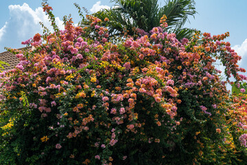 Fototapeta na wymiar Multi-colored bougainvillea flowers growing on a tree against a blue sky with clouds. Bright exotic plants at a tropical resort.