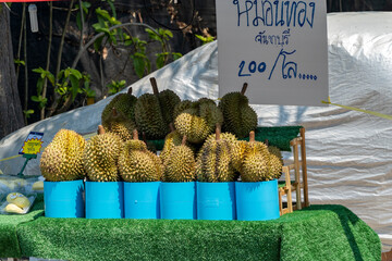 The prickly fruits of the exotic durian plant are sold on the street in sunny weather. Durian (Durio) includes about 30 species growing in the tropical rain forests of Southeast Asia.