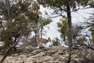 Deer walking at the edge of the South Rim at Grand Canyon National Park, Arizona