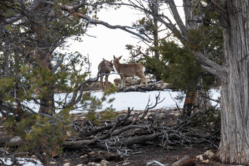 Deer walking at the edge of the South Rim at Grand Canyon National Park, Arizona