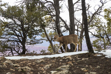 Fototapeta na wymiar Deer walking at the edge of the South Rim at Grand Canyon National Park, Arizona