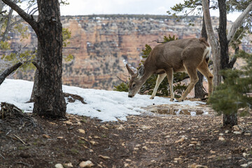 Deer walking at the edge of the South Rim at Grand Canyon National Park, Arizona