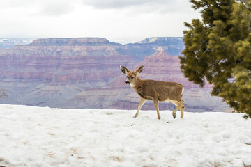 Deer walking at the edge of the South Rim at Grand Canyon National Park, Arizona