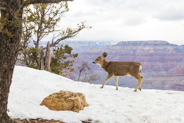 Deer walking at the edge of the South Rim at Grand Canyon National Park, Arizona