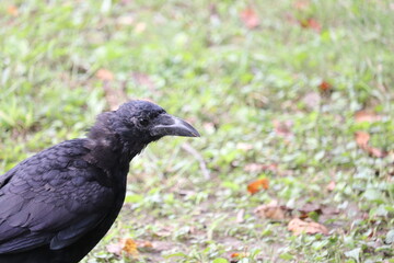ハシブトガラスの幼鳥