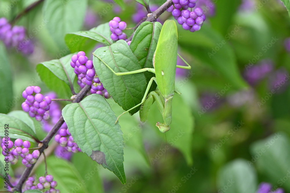 Poster a giant asian mantis (hierodula patellifera).it is arboreal and active from spring to late fall, pre