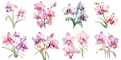Fototapeta na wymiar Png Set Two flowers isolated on transparent background illustrated with vibrant watercolors