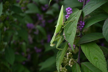 A Giant Asian mantis (Hierodula patellifera).It is arboreal and active from spring to late fall, preying on other insects. There are white markings on the forewings.