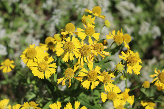 Common Sneezeweed Blooms At Iroquois Woods In Park Ridge, Illinois